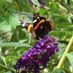 Schmetterling auf Flieder