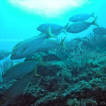 Fische im Gegenlicht Mittelmeer