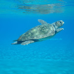 Meeresschlidkröte bei Kreta